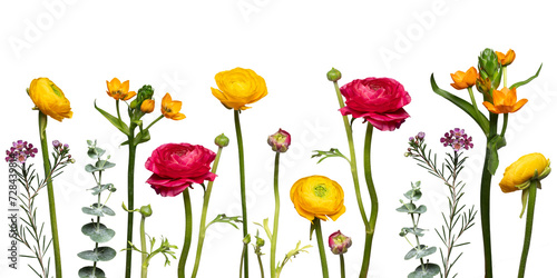 bunte, gelbe und rote farbenfrohe, fröhliche Blumen nebeneinander in einer Reihe freigestellt vor weißem Hintergrund. Platz für Text photo