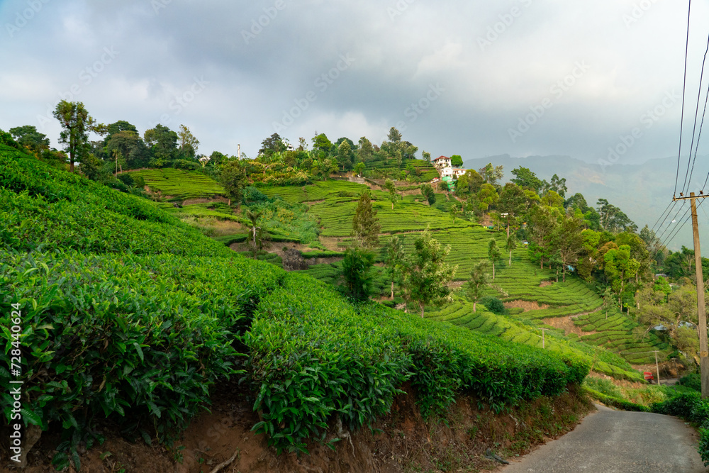 Munnar, Kerala. Panorama Landscape Photography of Tea Farm and wonderful nature landscapes 
