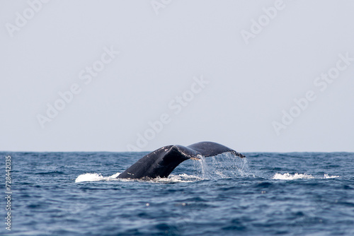 maputo city whale watching © paolo