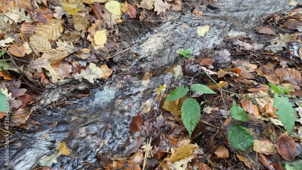 Forest stream flowing in fallen leaves Forest stream flowing in fallen leaves