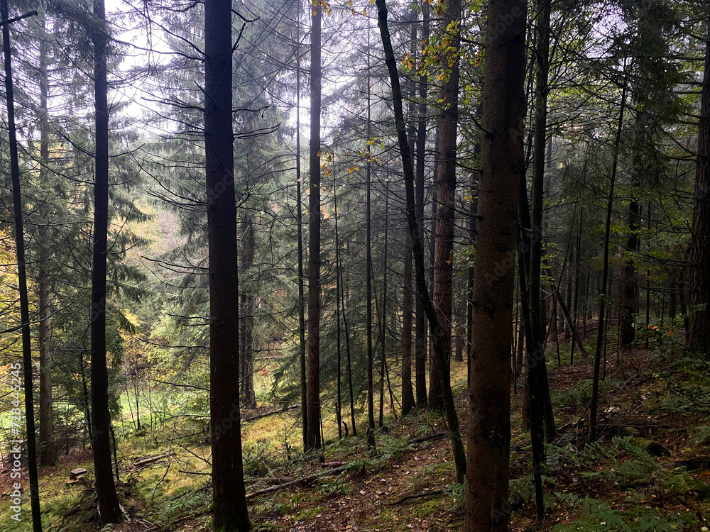 Obraz premium Trees in a pine forest