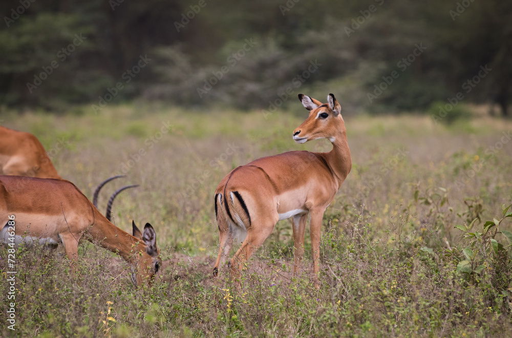 Stado antylop na sawannie Masai Mara Kenia Stado antylop na sawannie Masai Mara Kenia