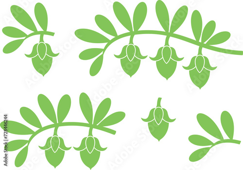 Jojoba plant. Isolated  jojoba on white background