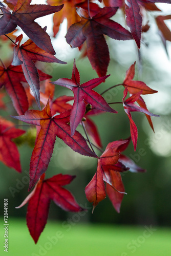 Deep red leaves on autumn tree photo