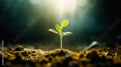 Close-up sapling in the soil with sunray. Environmental conservation. Reforestation concept. Ecosystem restoration. 