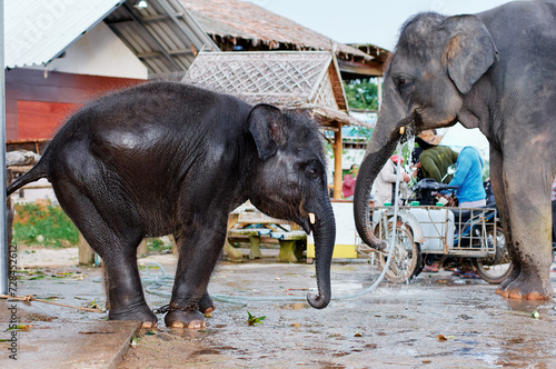 Canvas Print Big and small elephant on the street in Thailand