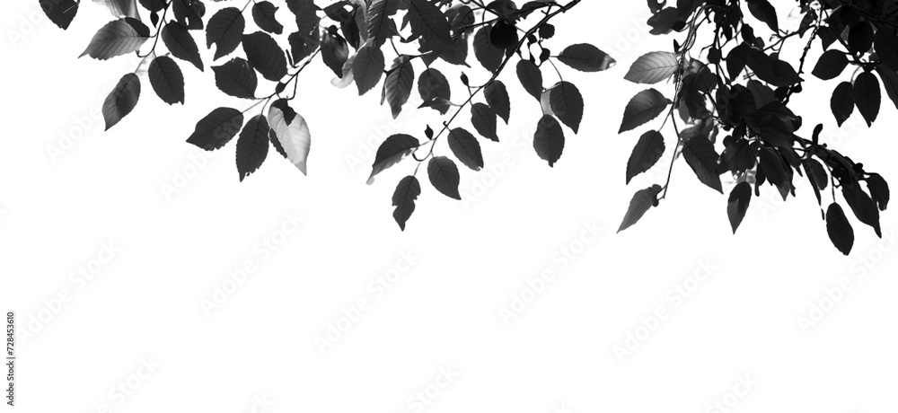 black and white background with a tree black and white background with a tree