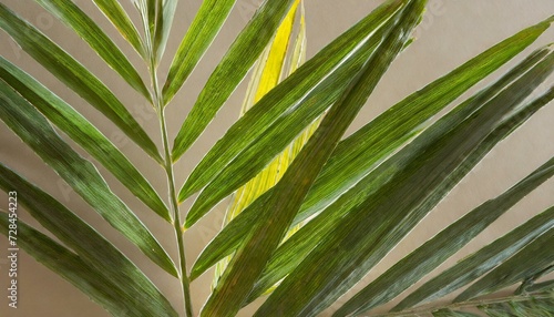 Palm Sunday  One Palm on Natural Background.