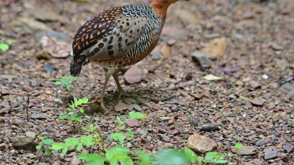 Looking to the left then moves towards the top of the frame to disappear, Ferruginous Partridge Caloperdix oculeus, Thailand Looking to the left then moves towards the top of the frame to disappear, Ferruginous Partridge Caloperdix oculeus, Thailand