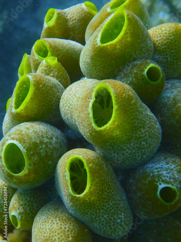 close-up of sea squirts, Atrium robustum, Maldives photo