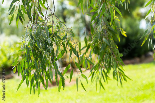 Hanging green leaves on eucalypt gum tree in parkland