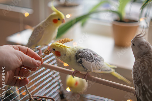 Yellow cockatiel parrot.Cute cockatiel.Home pet parrot.The best cockatiel.Beautiful photo of a bird.Ornithology.Funny parrot.Cockatiel parrot.
Home pet yellow bird.Beautiful feathers.Love for animals
