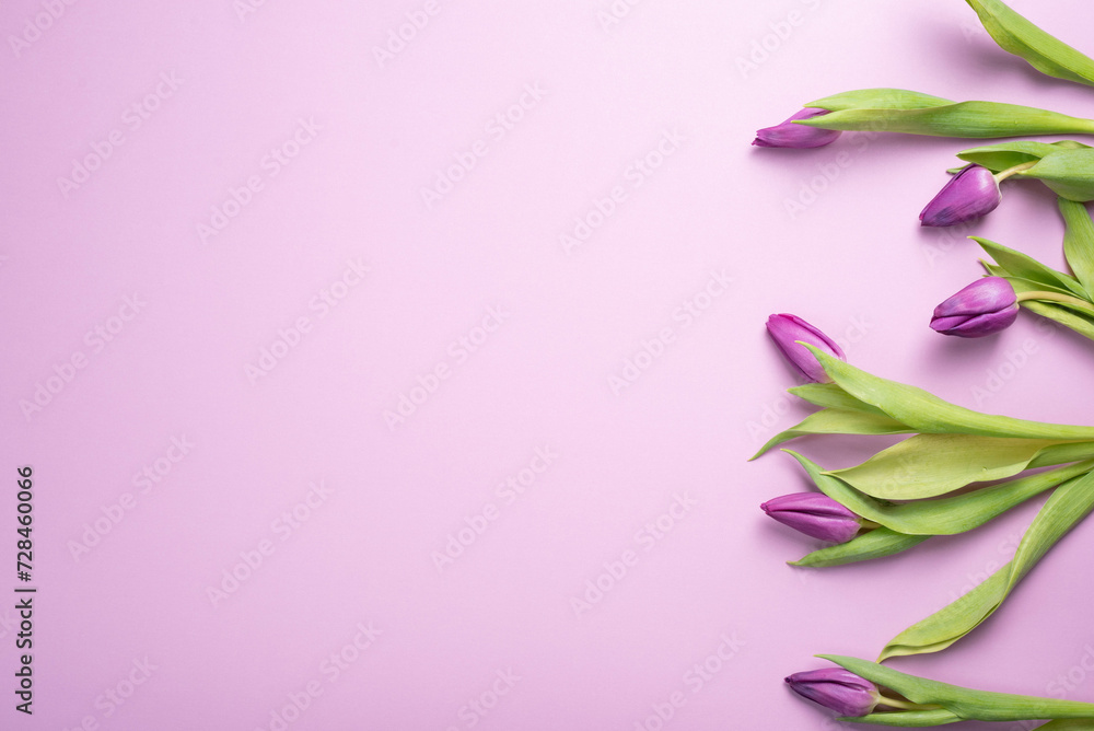 Bouquet of fresh purple tulip flowers line the right side of frame.  Pink background.