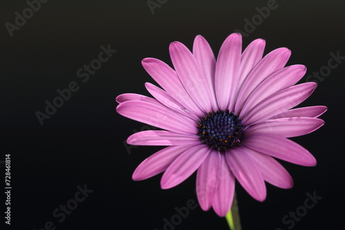 Pink Dimorphotheca ecklonis  also known as Cape marguerite