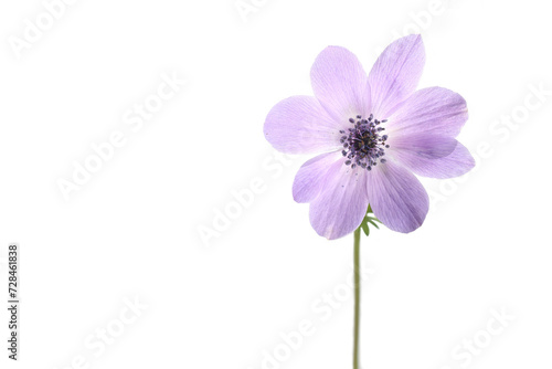 pink anemone flower isolated on white background
