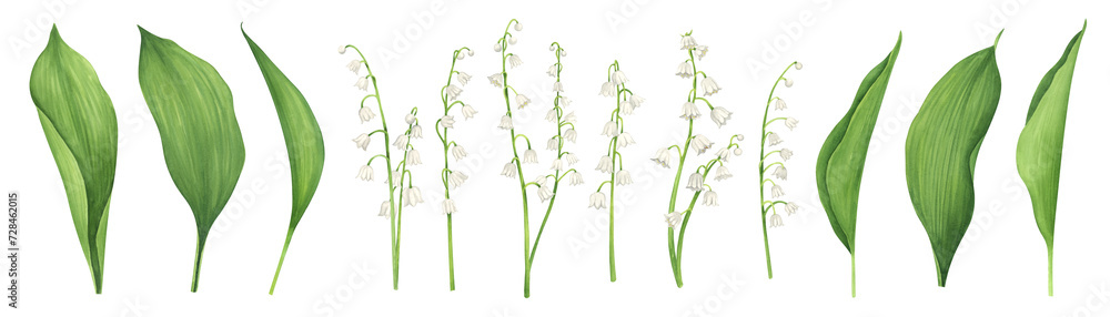 Lilies of the valley flowers, buds, leaves. Watercolor hand drawn botanical elements clipart on white background - obrazy, fototapety, plakaty 