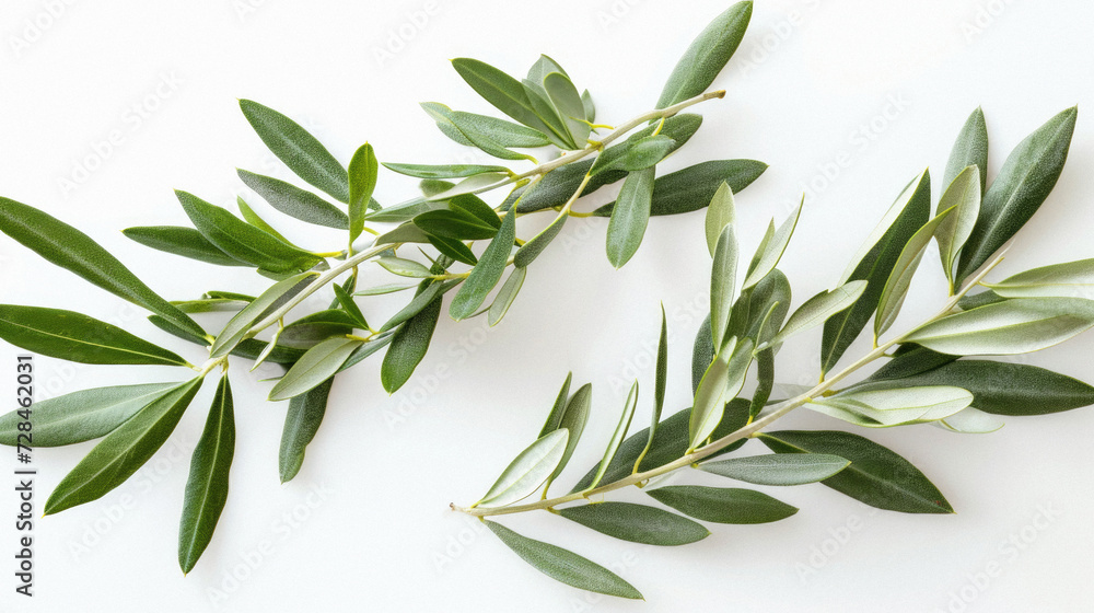 Olive branch on a white background. Top view. Flat lay .