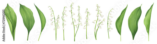 Lilies of the valley flowers, buds, leaves. Watercolor hand drawn botanical elements clipart on white background photo