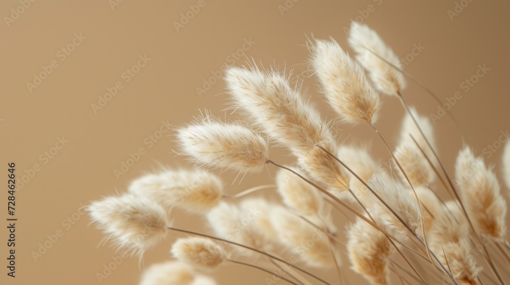 Dried fluffy rabbit tail grass on a beige background - obrazy, fototapety, plakaty 