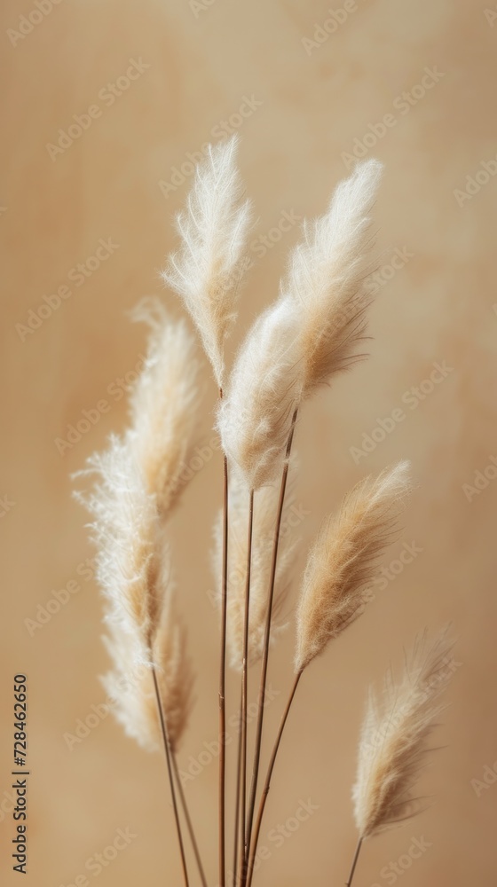 Dried fluffy rabbit tail grass on a beige background Dried fluffy rabbit tail grass on a beige background