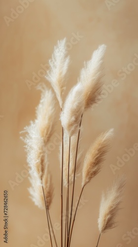 Dried fluffy rabbit tail grass on a beige background