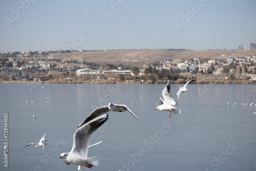 seagull  bird