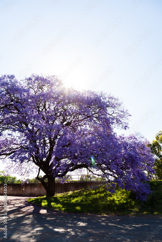 Sun flare over purple flowering jacaranda tree beside street in singleton Sun flare over purple flowering jacaranda tree beside street in singleton