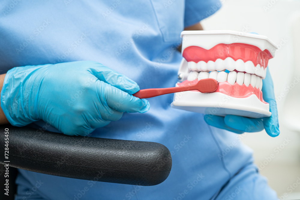 Asian dentist cleaning teeth of dental model with tooth brush for patient and studying about dentistry. Asian dentist cleaning teeth of dental model with tooth brush for patient and studying about dentistry.