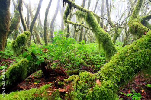 Mystical laurel forest in La Gomera draped in moss with a foggy atmosphere, capturing the unique flora during the Canary geranium blooming season photo