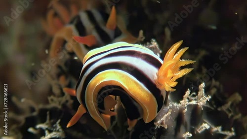 Vibrant hues of Chromodoris quadricolor make it captivating sea slug. Inspiring video about underwater world and its marine life is incredibly enjoyable to watch. Red Sea. photo