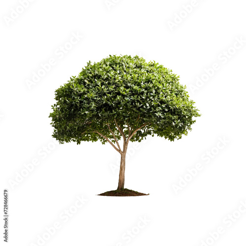 Green tree isolated background. Transparent PNG