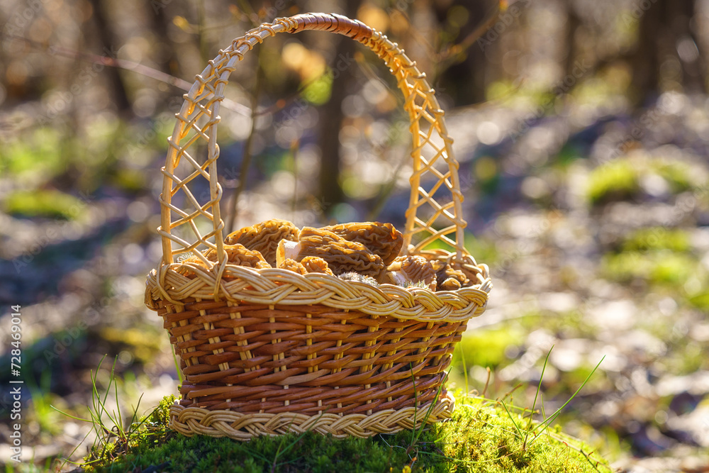 Morel fungus, harvested edible wild mushrooms in the basket in a sunny spring forest (verpa bohemica), natural outdoor background, vacation and activity on a fresh air - obrazy, fototapety, plakaty 