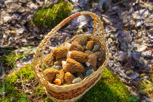 Morel fungus, harvested edible wild mushrooms in the basket in a sunny spring forest (verpa bohemica), natural outdoor background, vacation and activity on a fresh air