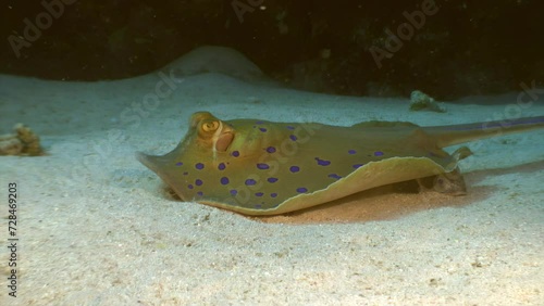 Blue spotted ray, scientifically known as Neotrygon kuhlii on seabed. Clarity of water allows you to clearly see the intricate patterns of spotted stingray. Underwater world of Red Sea. photo