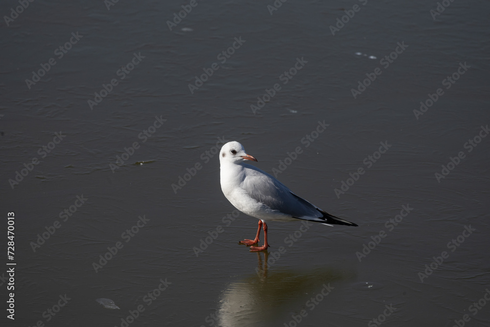 Obraz premium seagull, bird