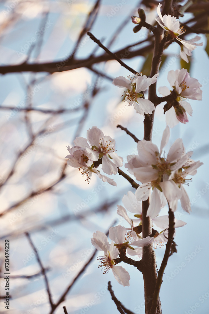 Close up almond tree branch with leaves blossoming in blue sky.
Close up almond tree branch with leaves blossoming in blue sky.