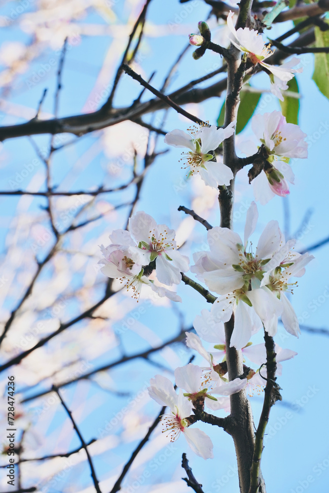 Close up almond tree branch with leaves blossoming in blue sky.
Close up almond tree branch with leaves blossoming in blue sky.