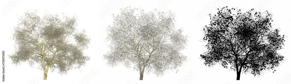Set or collection of Magnolia Flowers trees, painted, natural and as a black silhouette on white background. Conceptual 3d illustration for nature, ecology and conservation, strength, beauty