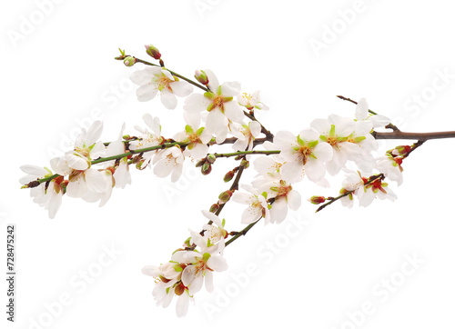Blossoming almond tree branch isolated on white background, Prunus amygdalus