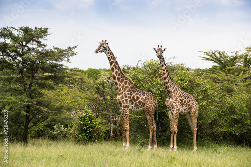   yrafy na afryka  skiej sawannie w Parku Narodowym Amboseli