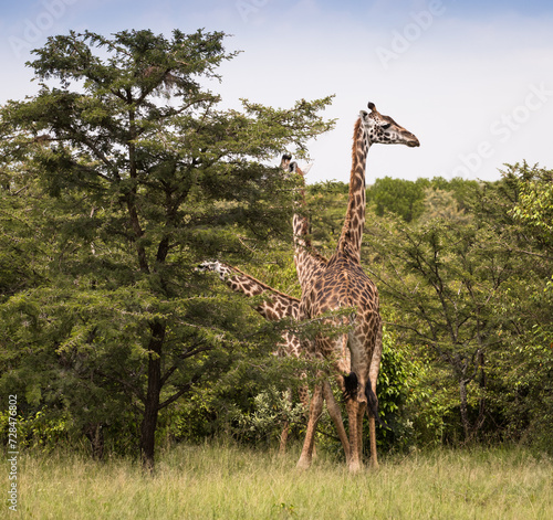 Rodzina żyraf  w Parku Narodowym Amboseli pośród drzew akacji © kubikactive
