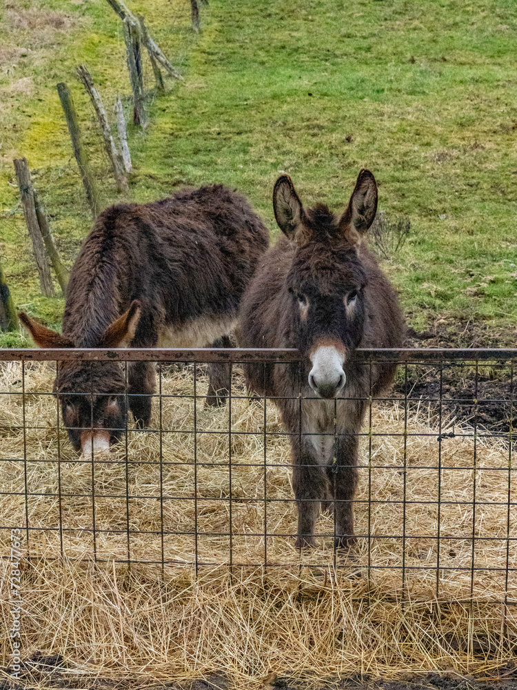 Fototapeta premium Junge Esel fressen Heu auf einer Weide