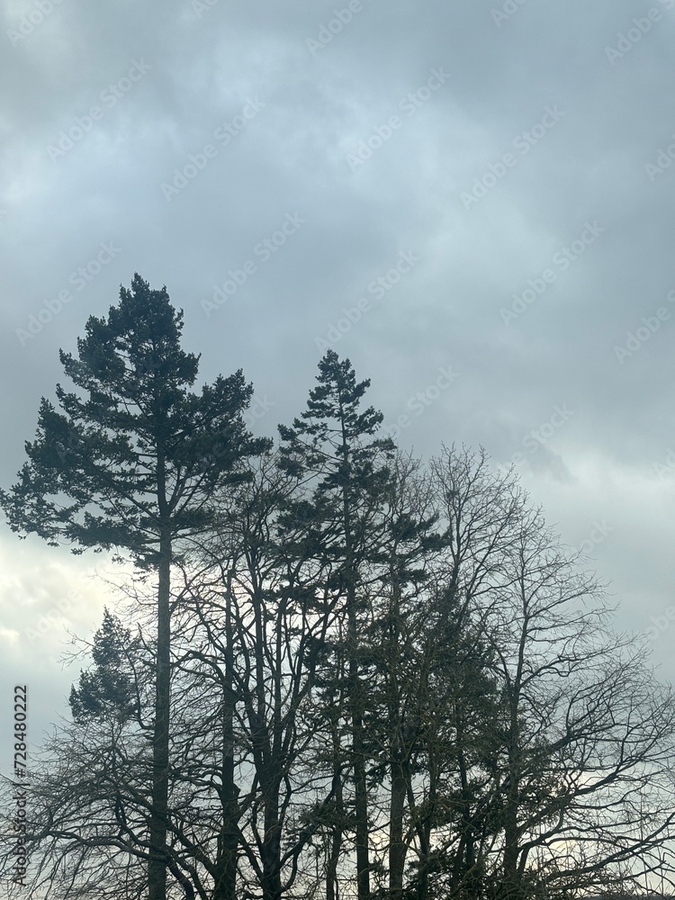 Combination of trees Combination of trees