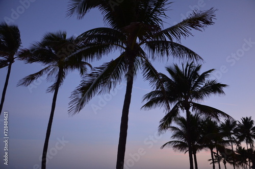Set of palm trees at sunset  sunset sky background