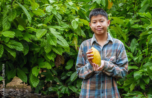 Ripe yellow  cacao fruit, agriculture yellow ripe cacao pods in the hands of a boy farmer, harvested in a cacao plantation
