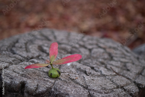 Close up of a red rose among new sprouts in a garden surrounded by cracked asphalt and concrete