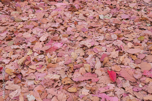 dry leaves