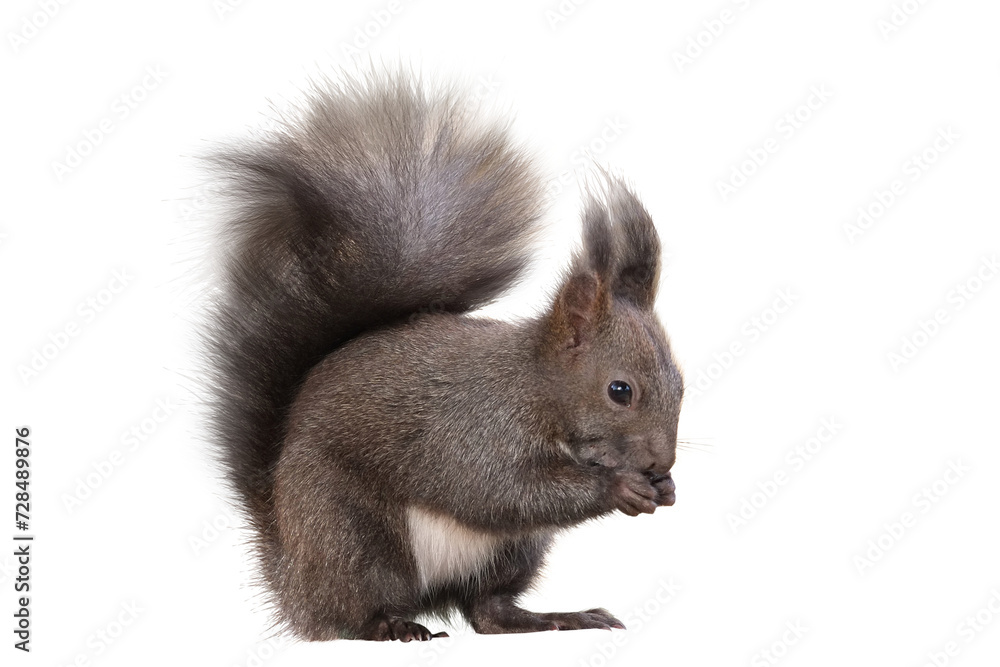 Obraz premium Squirrel