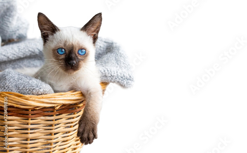 Cute kitten siamese cat in ...