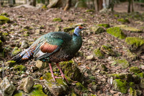 the prettiest feathers of the ocellated turkey Meleagris gallopavo is native to the Yucatán Peninsula